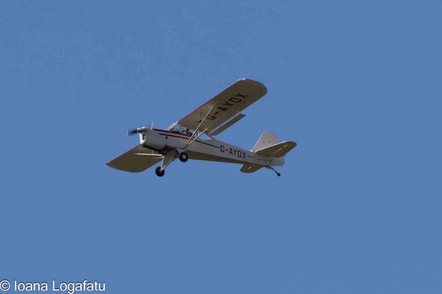 Soaring high above the clear blue sky
